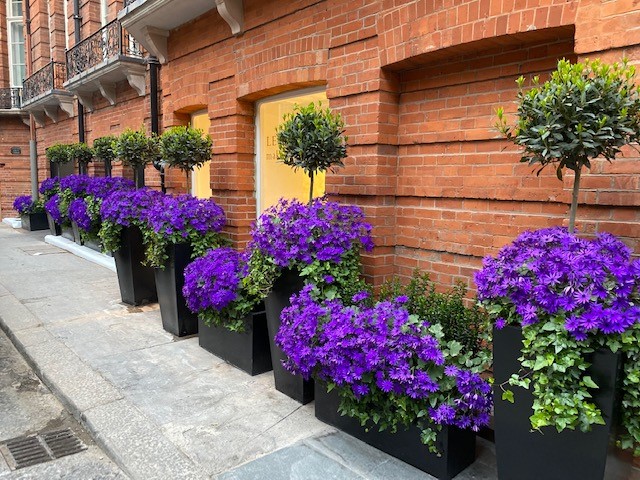 Present your front door with welcoming plants and a clean mat